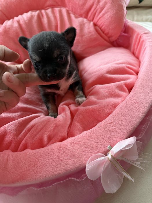 Chihuahua dziewczynka xxs