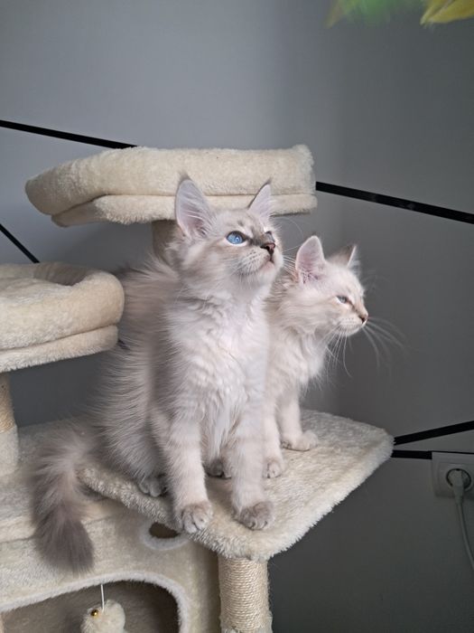 Alvaro kocurek Neva Masquerade Syberyjski