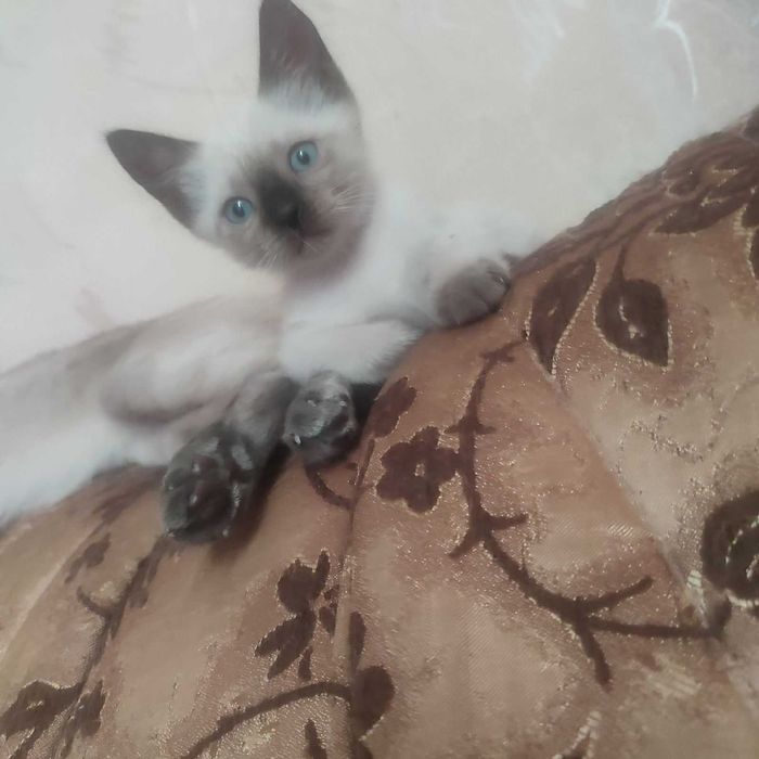 Тайские котята от элитных родителей