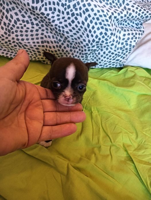 Chihuahua  macho chocolate