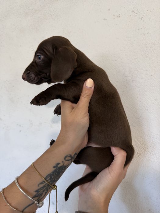 Menino Teckel  Chocolate