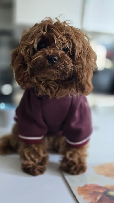 Cavapoo F1b sunia