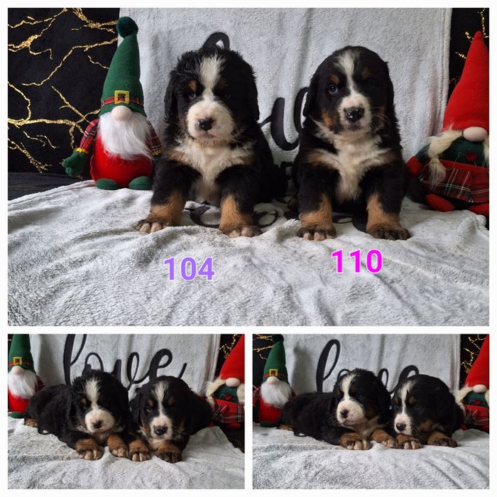 Berneński Pies Pasterski-szczenięta z rodowodem