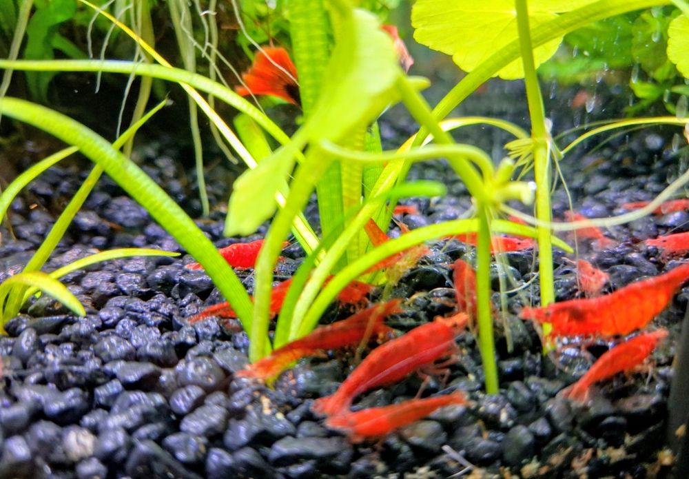 Krewetki Red Cherry