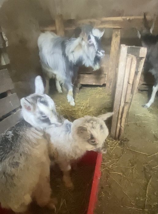 Терміновий продаж Дійні Кози та козенята Торг