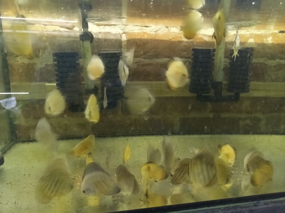 MISIEKZOO Paletki - różne odmiany barwne tylko 30 zł