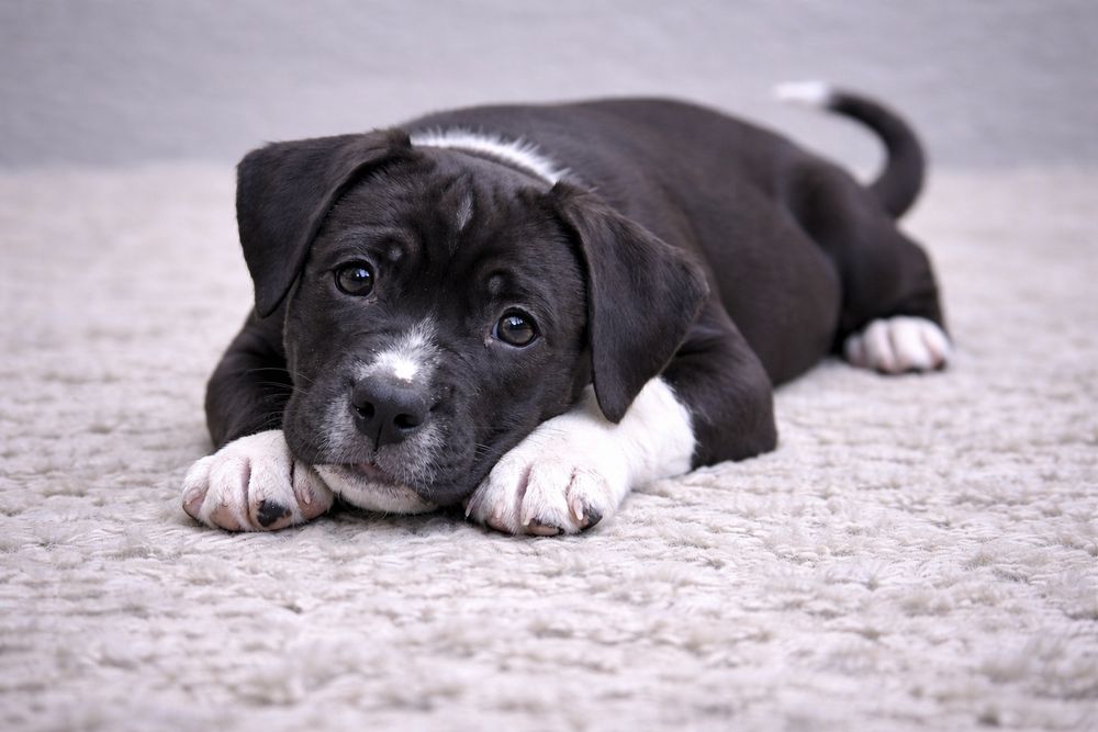 Cudowny chłopiec amstaff!