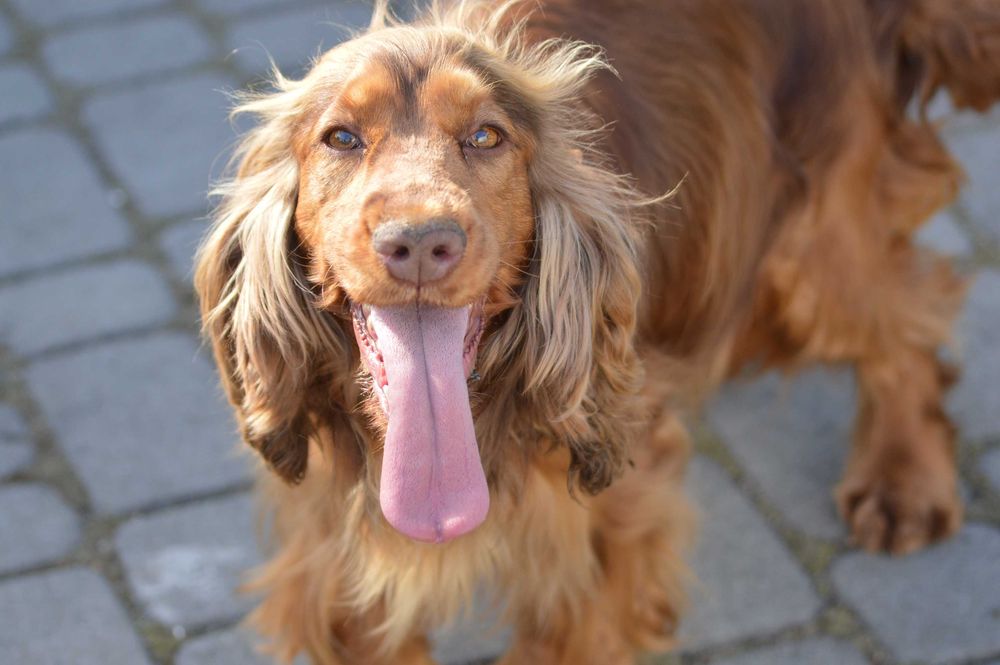 cocker spaniel angielski suczka dorosła czekoladowo-podpalana