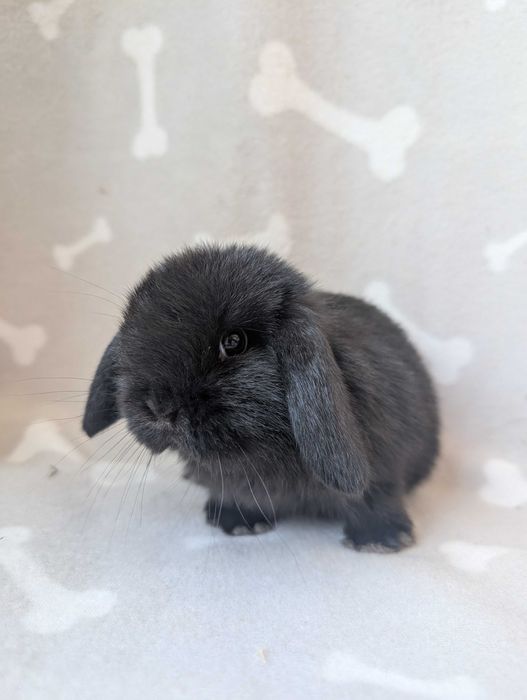 Mini lop, baranek miniaturka, metryka