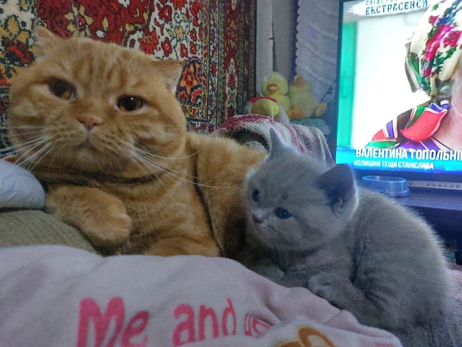 Срочно Продам малышей