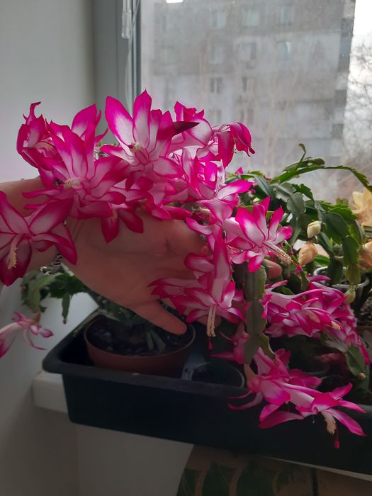 Різдвяник Шлюмбергера