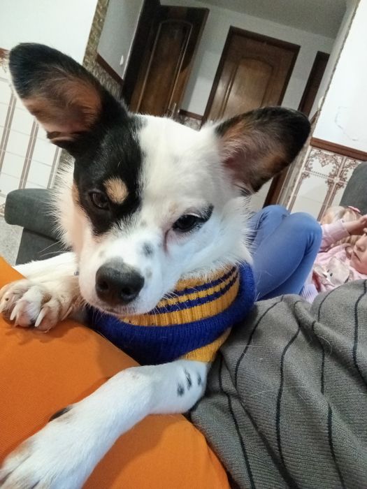 Caozinho para adoção