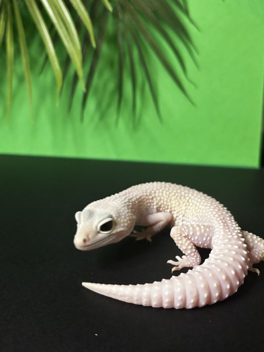Gekon lamparci Diablo Blanco