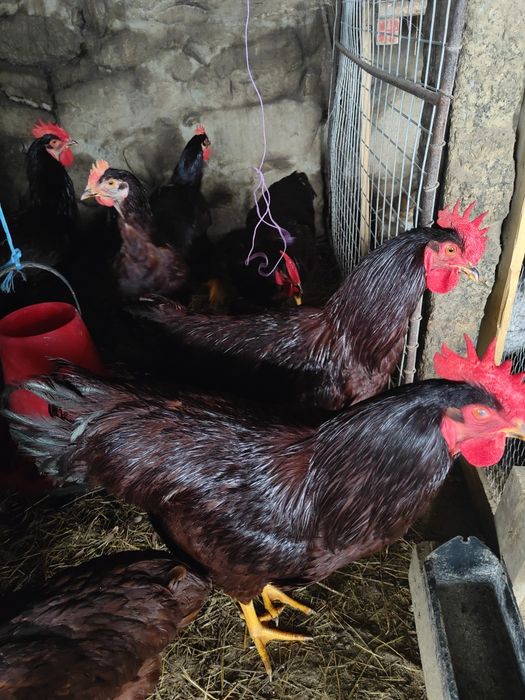 Galos Rhode Red Island