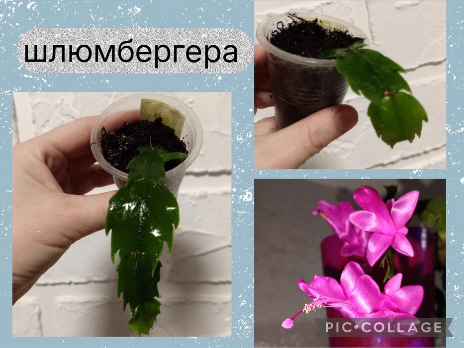 Невибагливі кімнатні рослини. Філ Медуза. Шлюмбергера. Цикламен