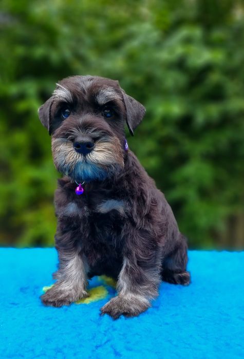 Цуценята цвергшнауцера