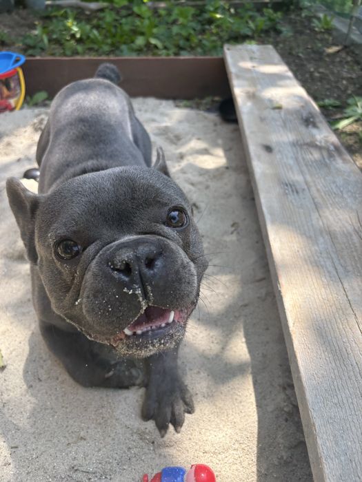 Buldog francuski blue