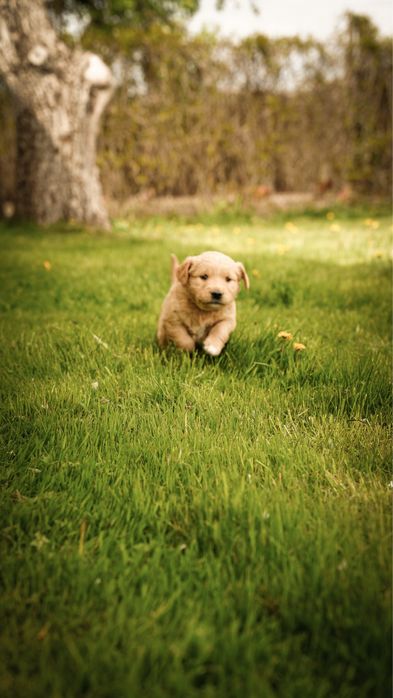 Szczeniak Golden Retriver Złoty