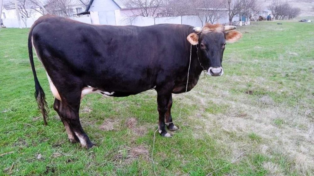 Корова породи Браун Швіц