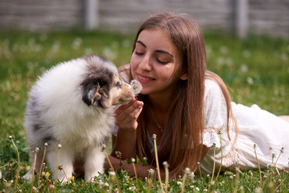 Щенок колли, окраса *Blue Merle*, из питомника "Old Golden Gates"