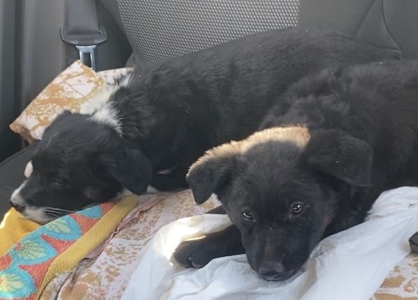 Прилаштовується у добрі ручки !