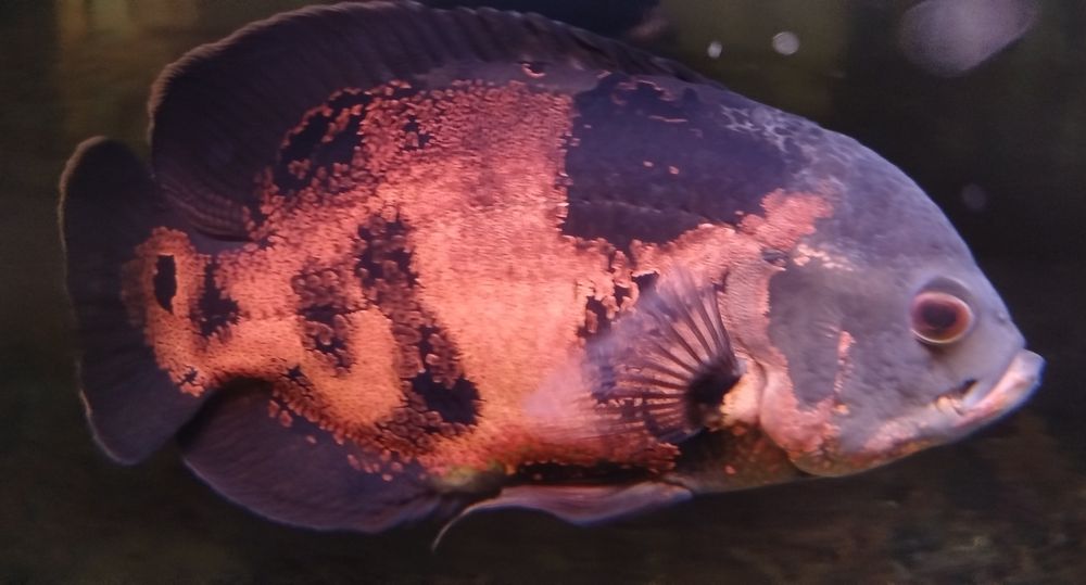Astronotus ocellatus (Oscar)