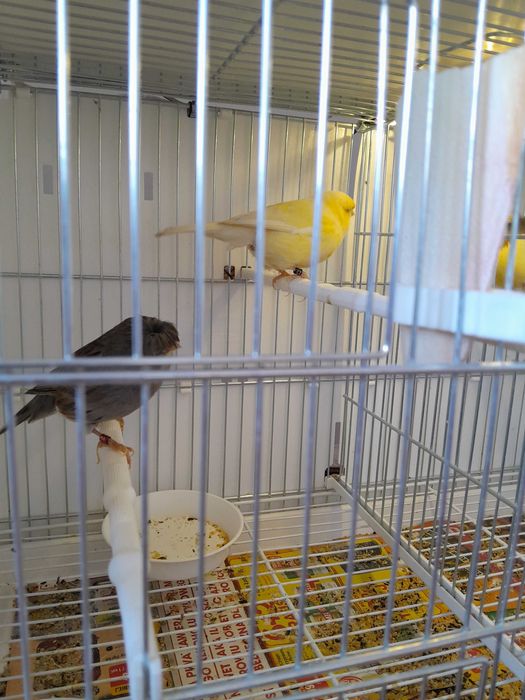 Sprzedam kanarki glostery . PARY przygotowane do legu z 2025 roku.