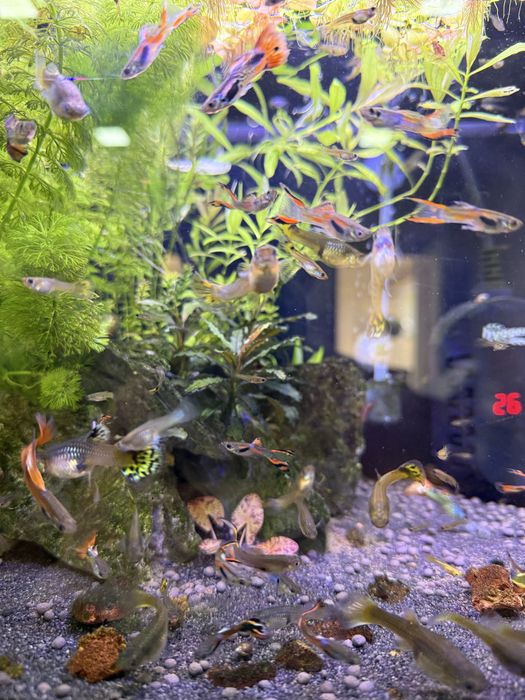 Mix Guppies - adultos, jovens e alevinos