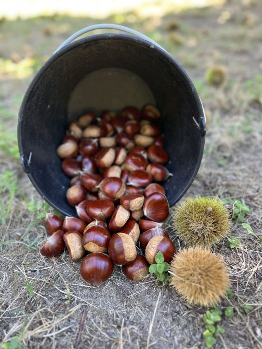 Castanha nacional extra