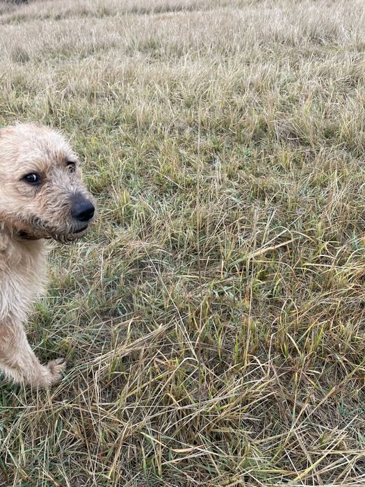 Brutus szuka domu, wspaniały terrier