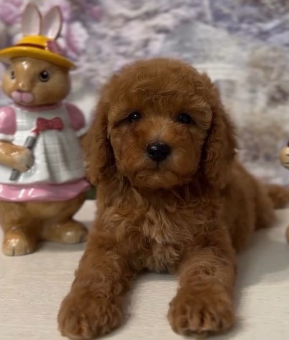 Супер малюк той пудель