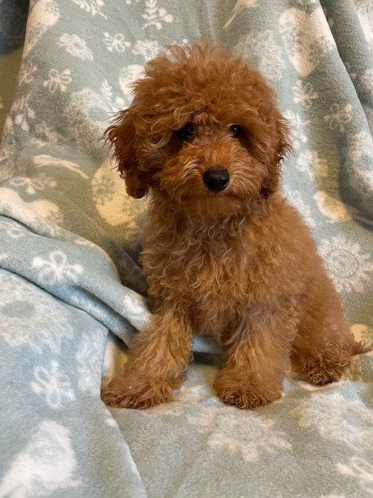 Pudel miniaturowy piesek