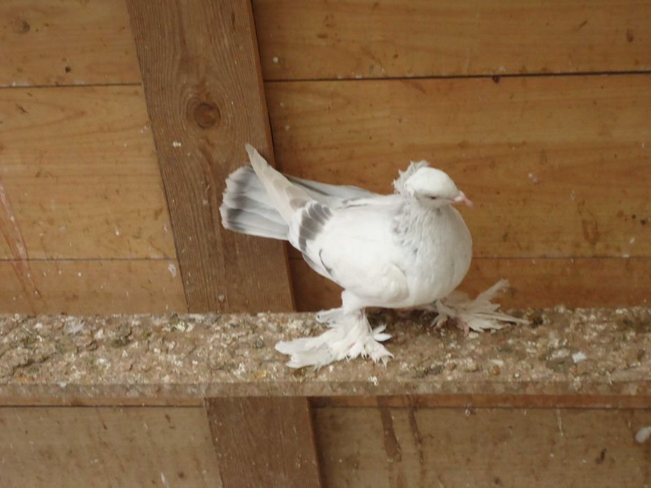 Dryiery czerwone, blauwindry i żałobnik perłowy