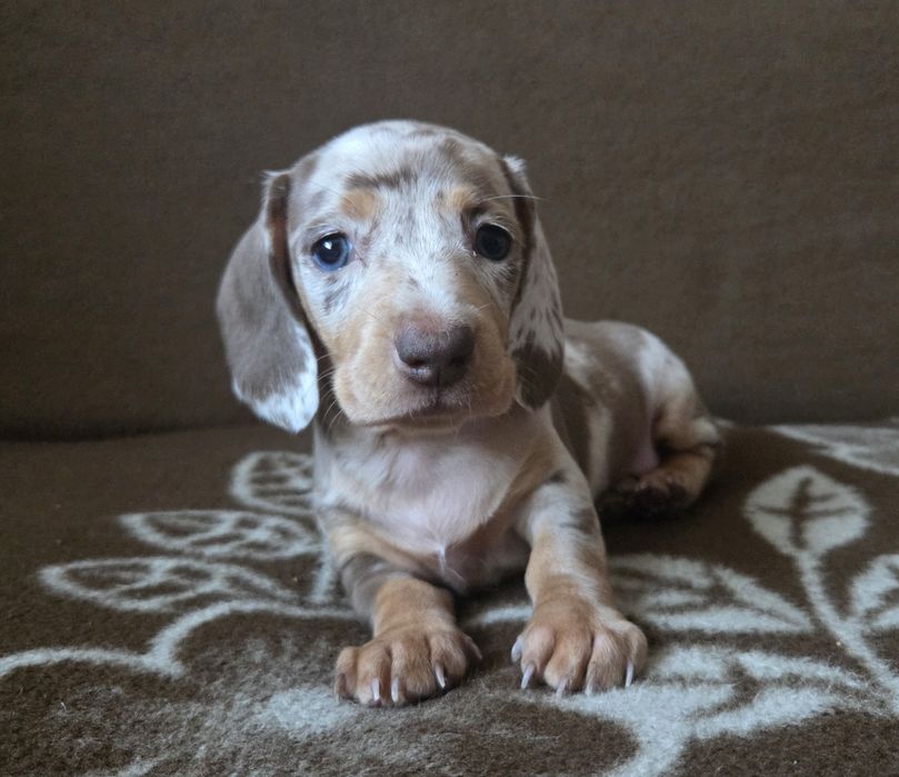 Jamnik miniaturowy suczka Emi