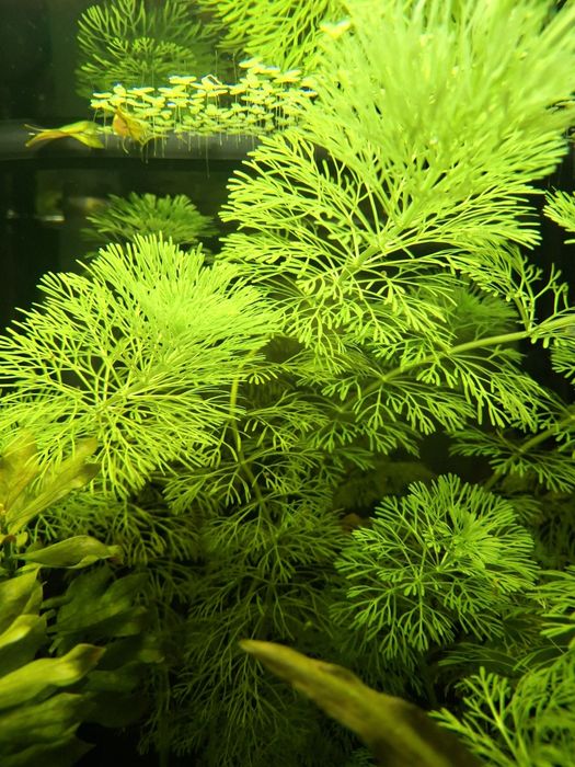 Podas limnophila sessiliflora >10cm