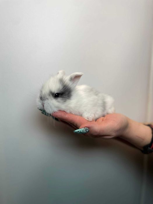 Маленькі декоративні кролики, кроленята від 1.5місяців