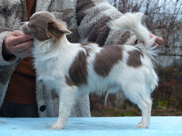 Чихуахуа  редкого окраса, КСУ