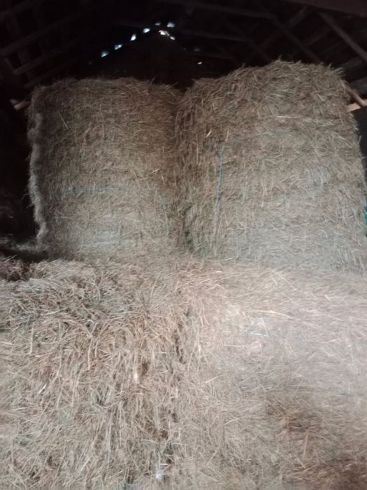 Słoma oraz Siano tegoroczne. Bele 120x120