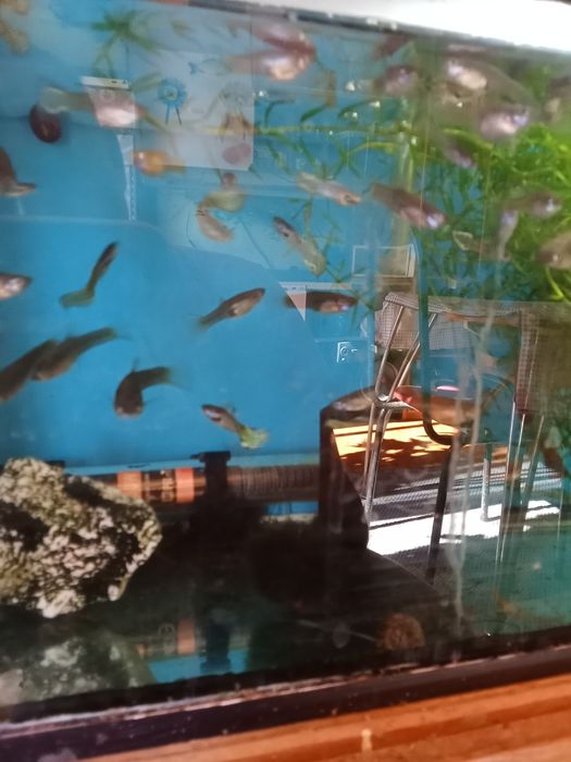 Peixes endlens de aquário