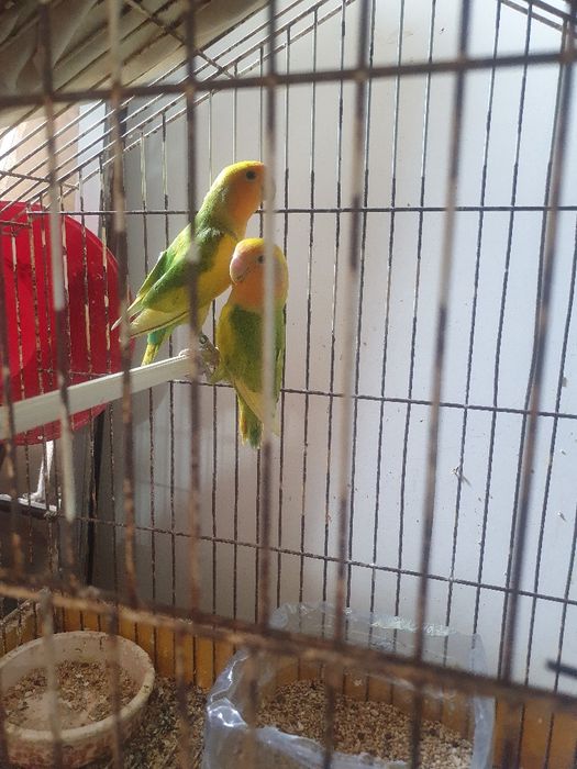 Agapornis casais disponiveis preço por cada casal