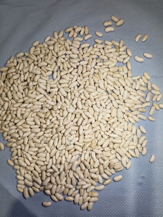 Nasiona fasoli odmiany UNIDOR