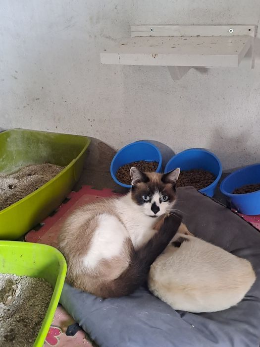 Gata com 1 ano para adoção