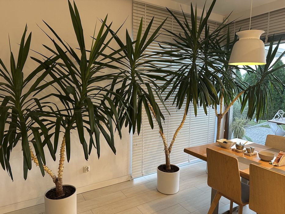 Yucca 270cm z ceramiczną donicą