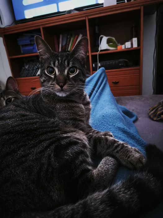 Para dar 2 gatinhos com 1 ano