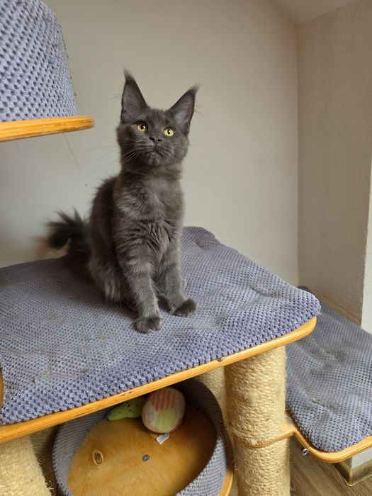 Niebieska dymna koteczka Maine coon