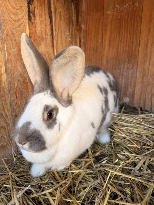 Samiczki krolika srokacz mix Królice