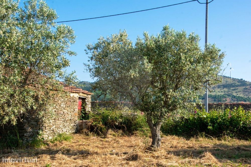 Terreno  para venda — São João Da Pesqueira E Várzea De Trevões, Viseu