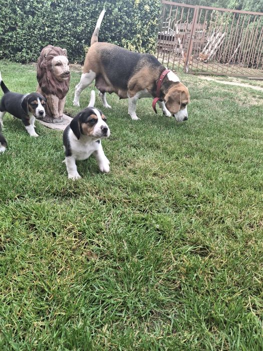 Beagle piesek  do odbioru