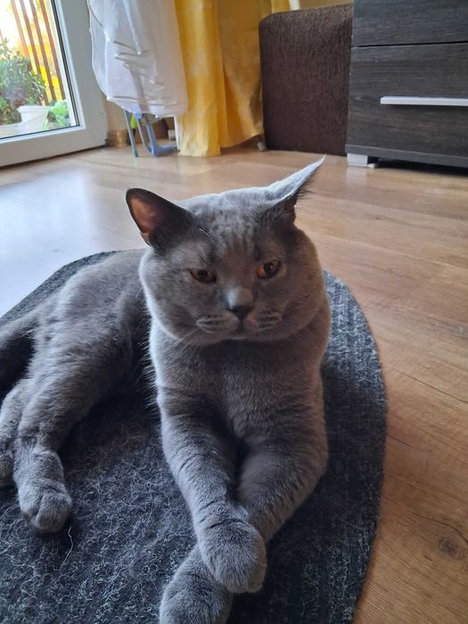 Reproduktor kot brytyjski krótkowłosy