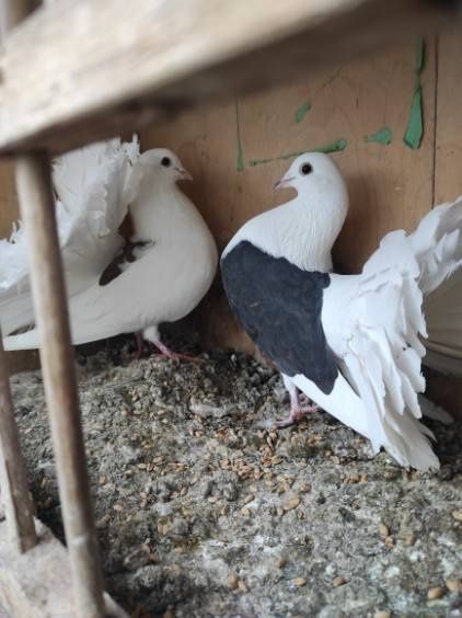 Gołębie, pawiki, pocztowe, ozdobne